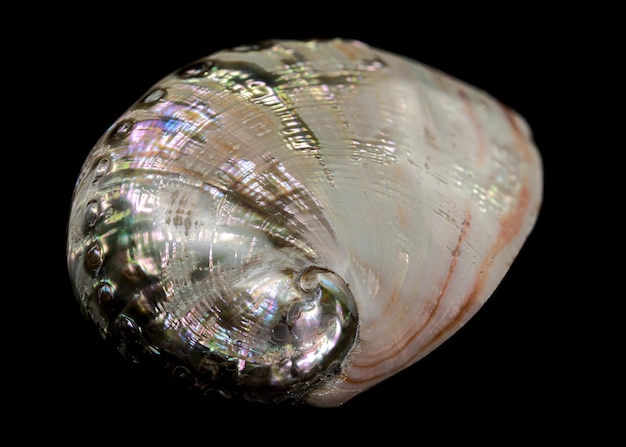 Haliotis asinina shell on black background