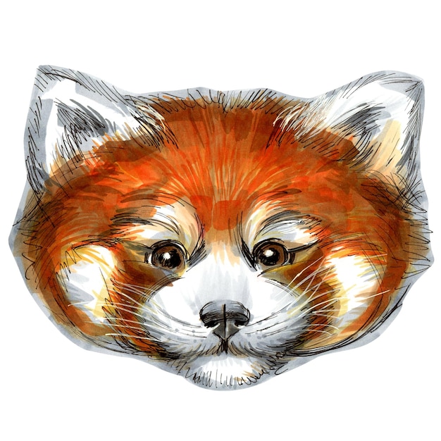 Hand drawn sketch markers illustration of red panda portrait