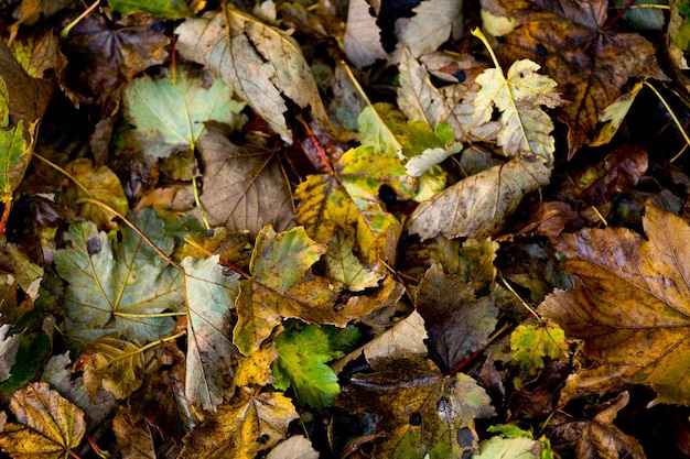 High angle view of leaves on field