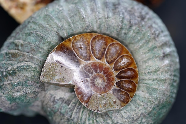 High angle view of shell