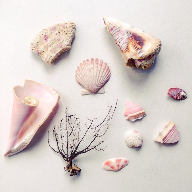 High angle view of shells on white table