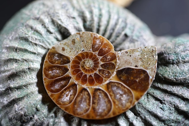 High angle view of shells