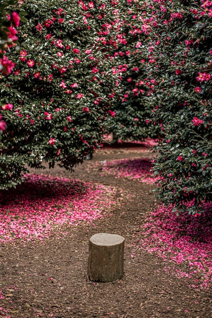 High angle view of tree trunk by flowering plant