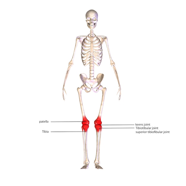 Human Skeleton Anatomy For medical concept 3D Illustration