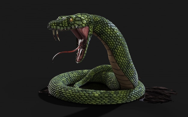 king cobra