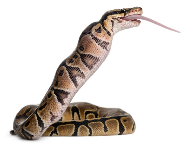 Kungspyton, bollpyton - Python regius som äter en mus
