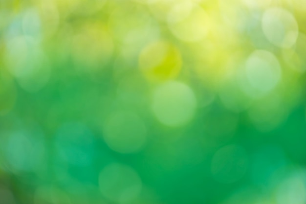 Leaves green blurred background