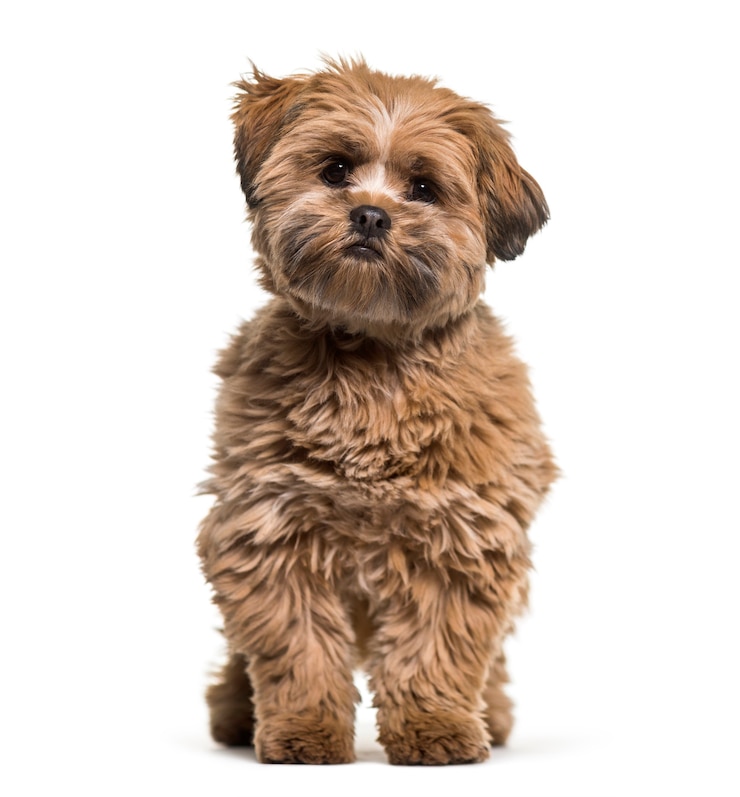 Foto lhasa apso dog, 8 months old, sitting against white background