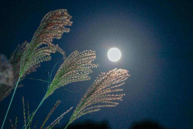 Low angle view of plant against sky at night
