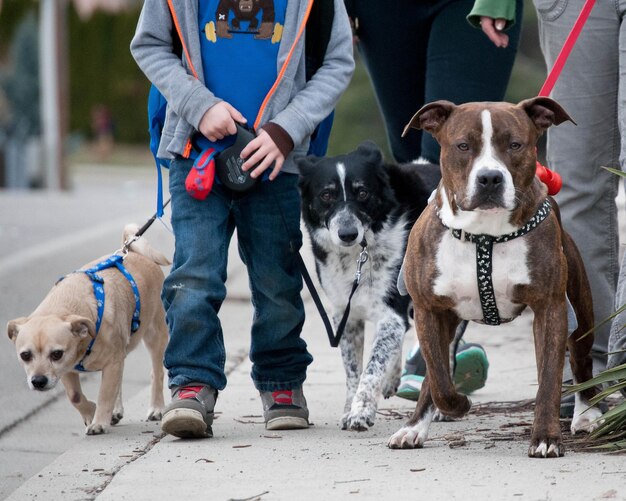 Low section of people walking with dogs on sidewalk
