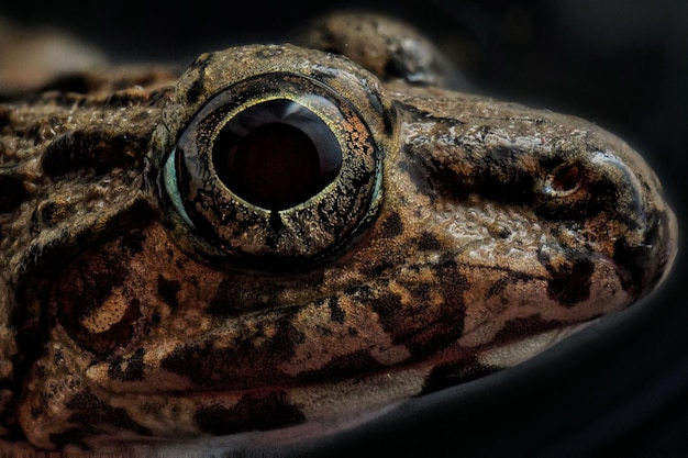 macro shot of lizard