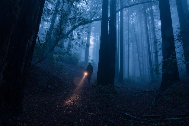 Man holding illuminated flashlight by trees in forest