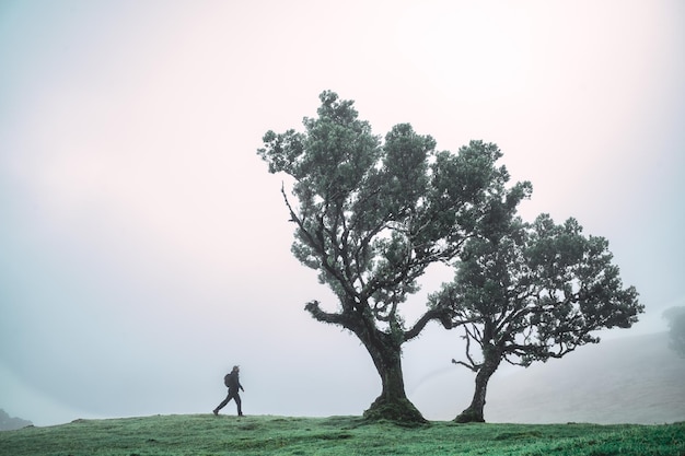 man walking towards a laurel tree on field against sky in fog