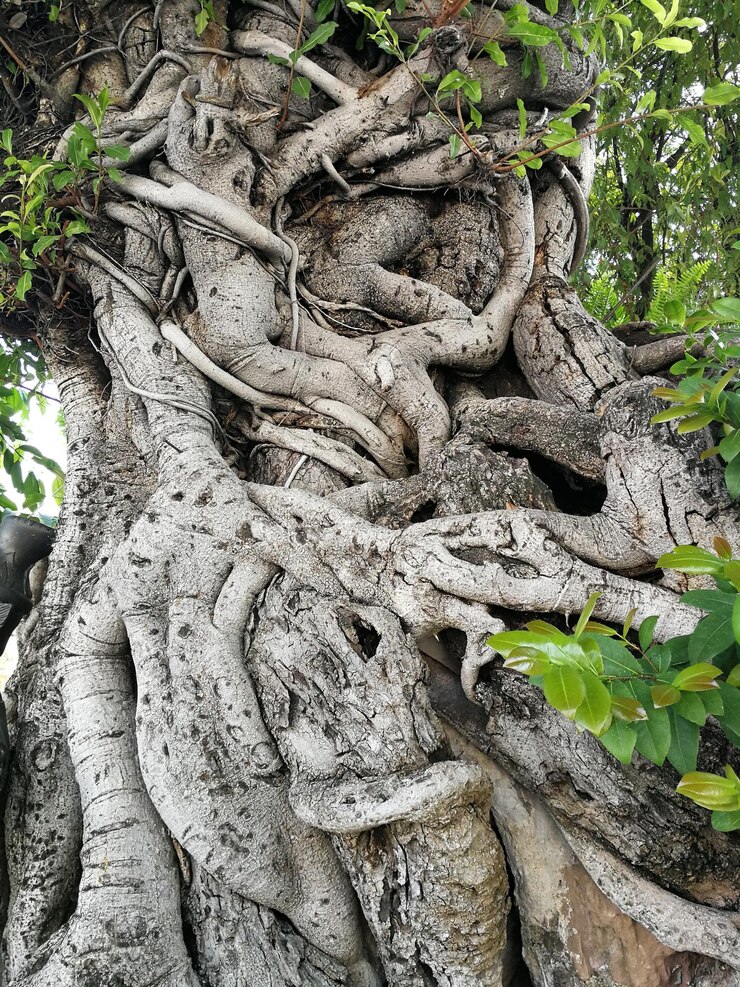 Foto messy roots of banyan tree