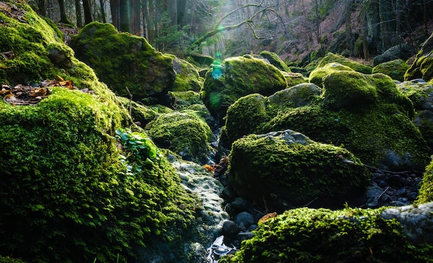 Moss covered rocks in forest