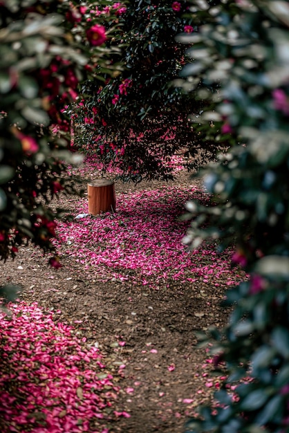 Nærbillede af blomstrende plante