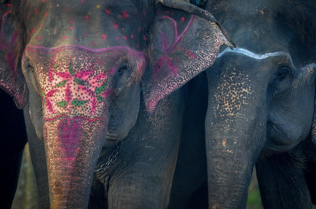 Nærbillede af elefant
