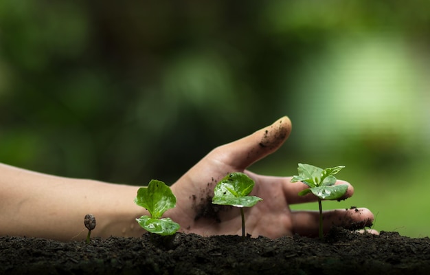 Nærbillede af en hånd, der holder en plante