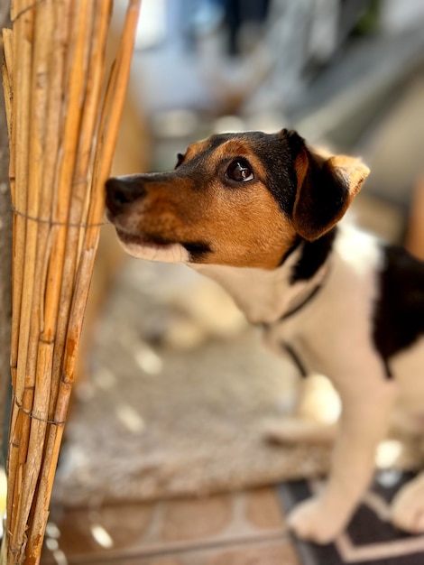 Nærbillede af hund