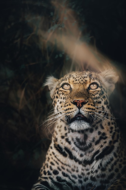 Nærbillede af leopard