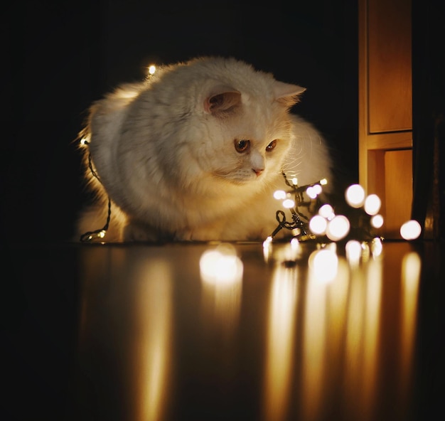 Nærbillede af oplyst kat
