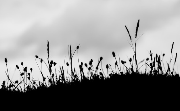 Nærbillede af planter, der gror på en mark mod himlen
