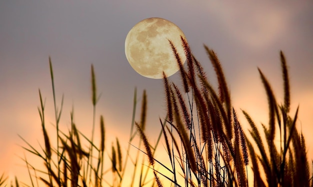 Nærbillede af planter mod himmel