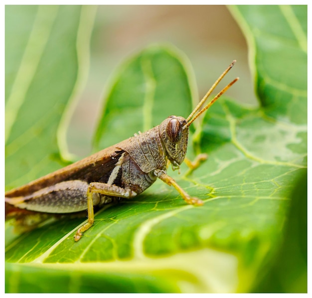 Närbild av gräshoppa på blad