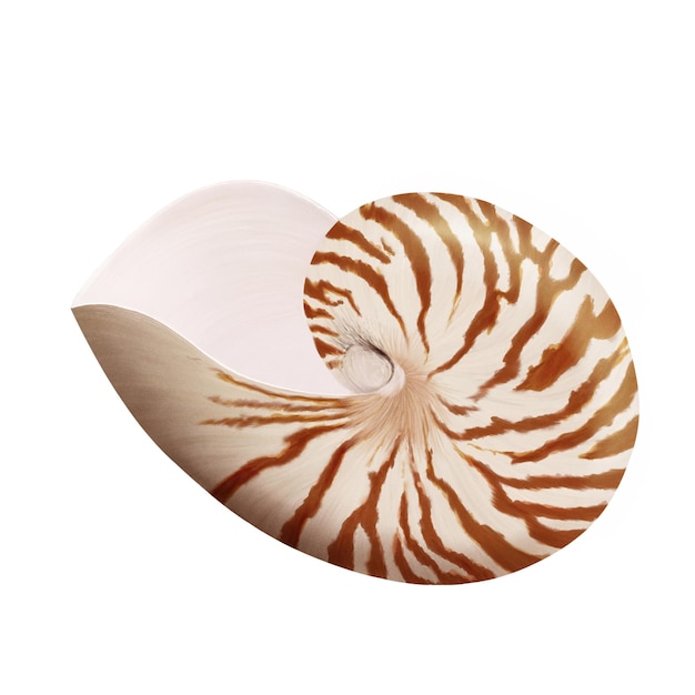 Nautilus