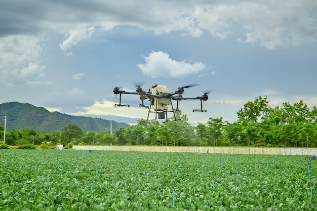 panorama agriculture drone fly to sprayed fertilizer on kale field, smart farmer use drone smart technology concep
