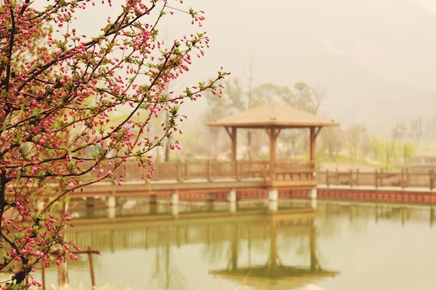 Pier on lake with flowers growing on tree