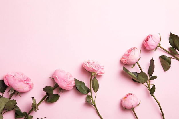 Pink and yellow ranunculus and peony roses on pink background Flat lay top view