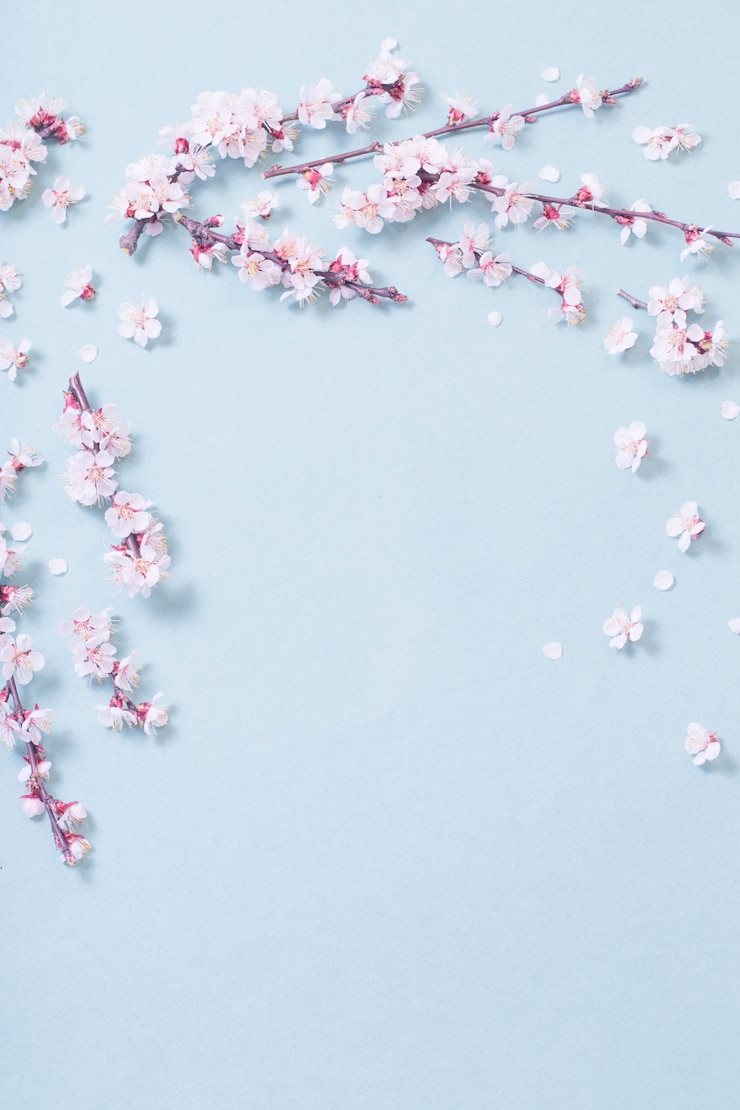 Bild pink cherry flowers on  paper background