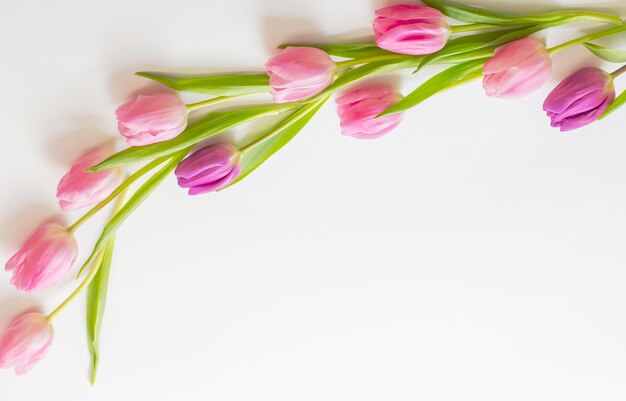 Pink tulipaner på hvid baggrund