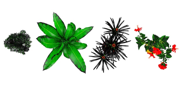 plant in potdracaenawreaths christmas treehibiscus plants isolated on white background from top view png file with transparent background also available
