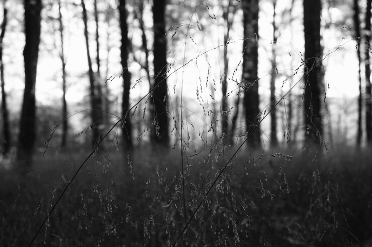 Bild plants growing on field against trees