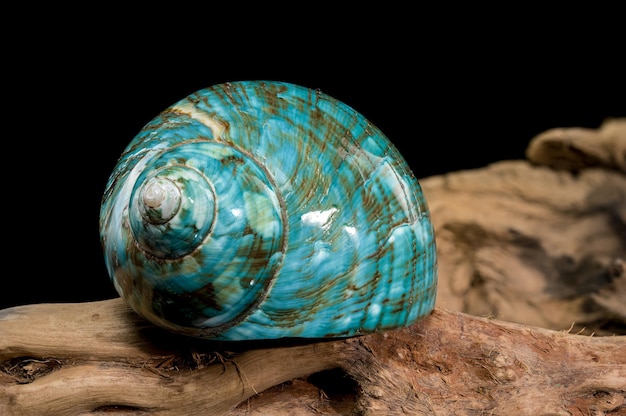 Polished Turquoise Nautilus Shell