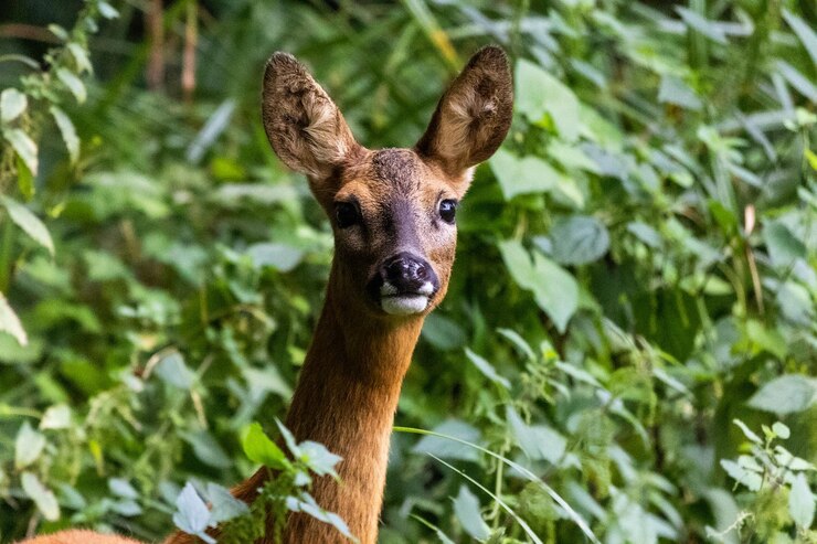 Foto portrait of a deer