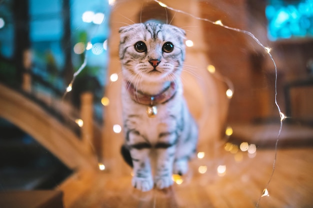 Portrait of cat standing by illuminated string light on table
