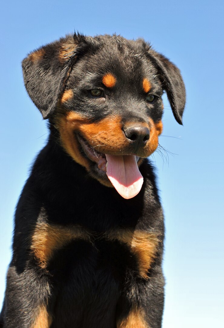 Foto puppy rottweiler