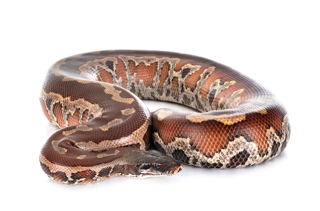 Python brongersmai i studiet