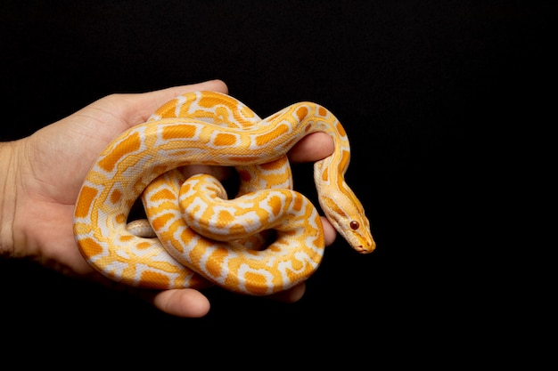 Python molurus bivitattus