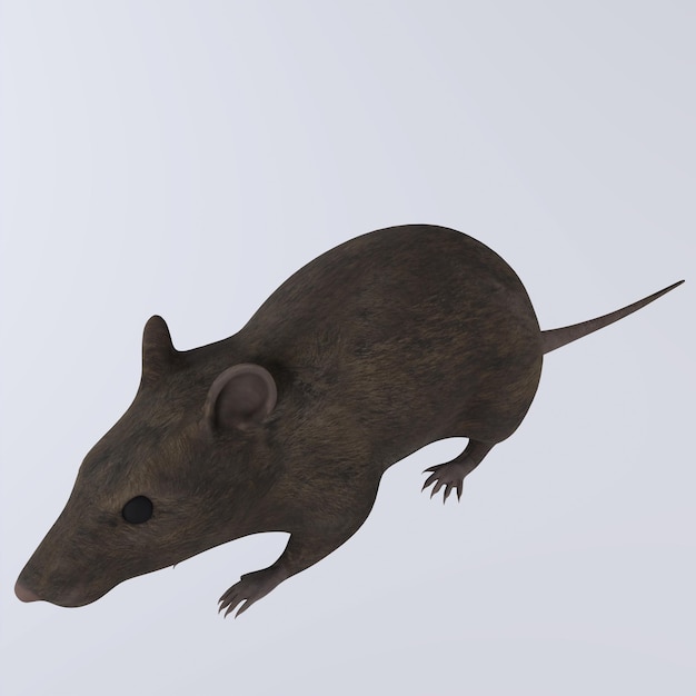 Rat 3d rendering