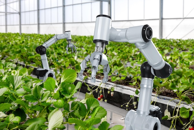 Robotic arm and robot assistant harvesting strawberry in indoor farm or glasshouse