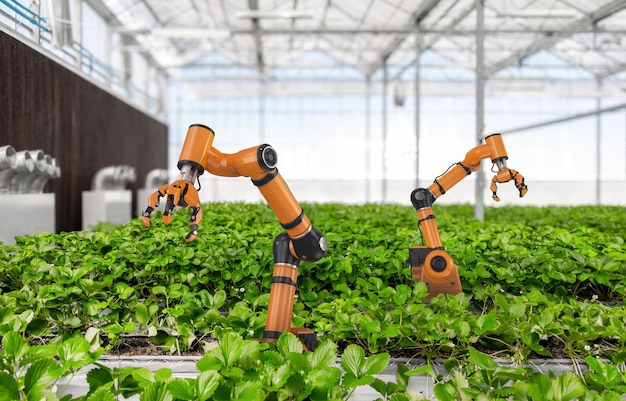 Robotic arm and robot assistant harvesting strawberry in indoor farm or glasshouse