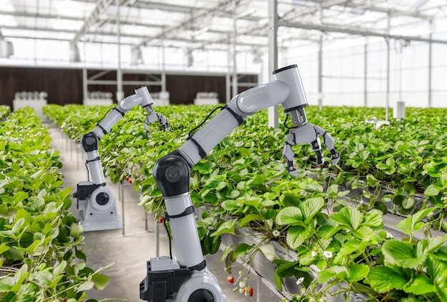Robotic arm and robot assistant harvesting strawberry in indoor farm or glasshouse