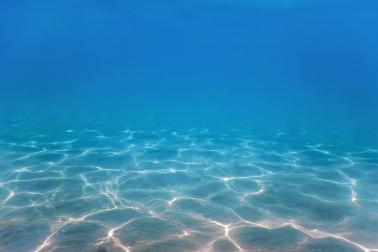 Bild sandy sea bottom marine life, underwater background