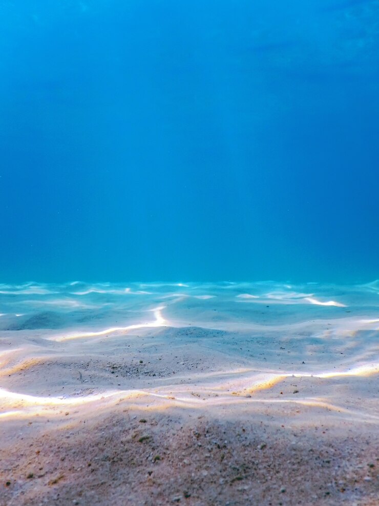 Bild sandy sea bottom marine life, underwater background