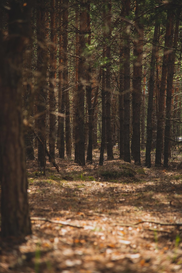 Bild scenic view of forest