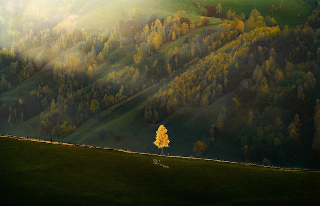 Scenic view of single birch tree on field against mountain at sunset during autumn